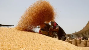 India, Exports, 2 Lakh Tons of Wheat to Nepal - The Nepal Times